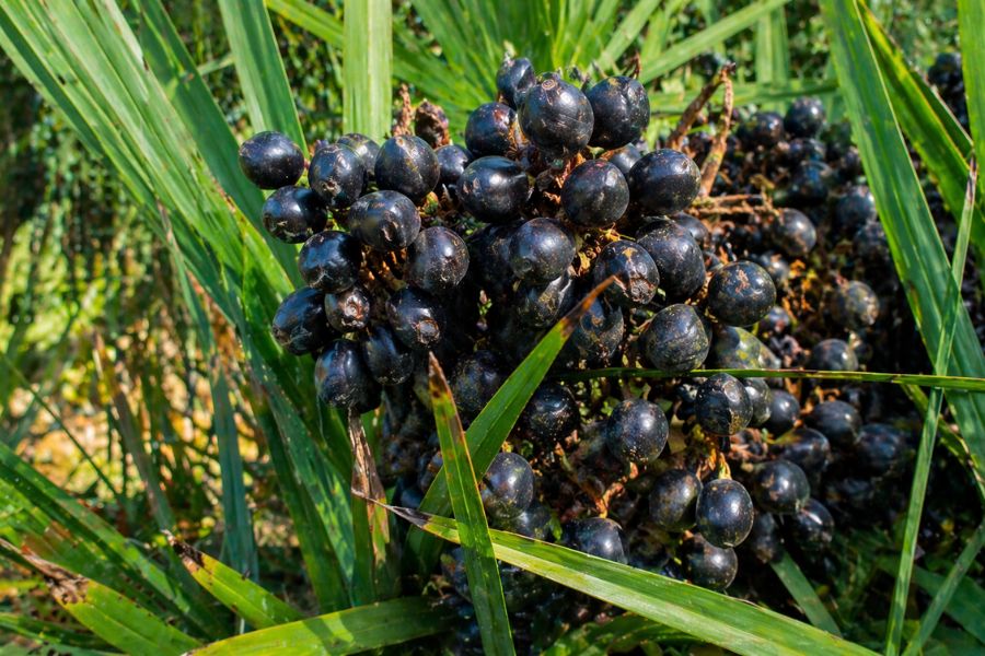 pianta di serenoa repens con bacche naturali