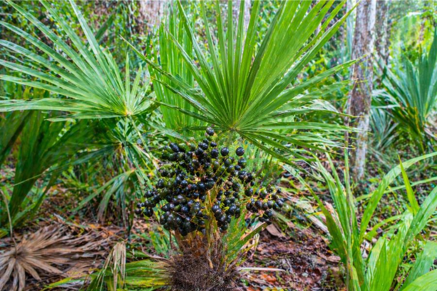pianta di saw palmetto con bacche naturali utilizzata per la prostata